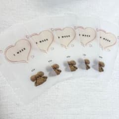savingリフィル貯金のサムネイル