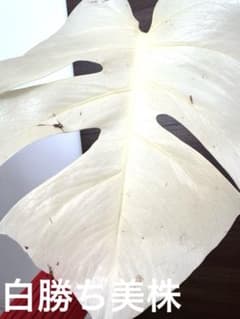 白勝ち美株 斑入りモンステラ ボルシギアナ ホワイトタイガー ハーフ