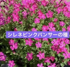 ２０２６年採取 シレネピンクパンサーの種１００粒以上のサムネイル