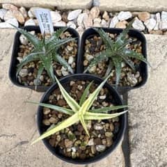 Dyckia 3株セット - メルカリ