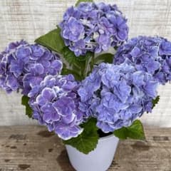 超特価！5鉢価格！紫陽花　アジサイ　ハイドランジア　苗　苗木　5号鉢　フルーリン GW特価！月の女神 紫陽花 アジサイ ハイドランジア 苗 苗木 5号鉢 母の