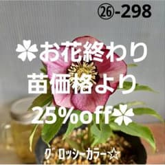 ㉖-58クリスマスローズ クリスマスローズ 開花苗 058` `ペオニーホワイト : 花郷園 KAGOEN