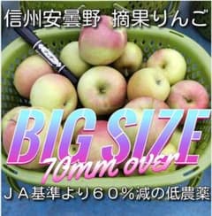 加工用 摘果りんご 大きめ 約10キロ 長野産 送料無料地域限定 167