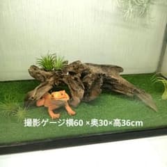 流木599 昆虫爬虫類 レイアウト用品 アク抜き済 シェルター 2点セット
