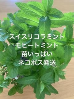 【期間限定セール】スイスリコラミントとモヒートミント苗　いっぱい　ネコポス発送のサムネイル
