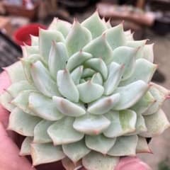 多肉植物 ティッピー 抜き苗 - メルカリ