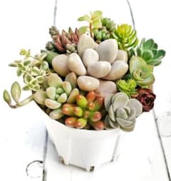 73)カット苗 詰め合わせ 多肉 寄せ植え つぶつぶ交配 - メルカリ