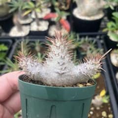 パキポディウム グラキリス 3頭 多頭 美株 実生 コーデックス 塊根植物