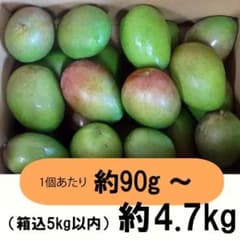 橙5-5】約4.7kg グリーンマンゴー 青マンゴー マンゴー 摘果マンゴー