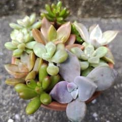 つぶつぶセダム7種寄せ植え 多肉植物抜き苗セット 詰め合わせ 弁当丼