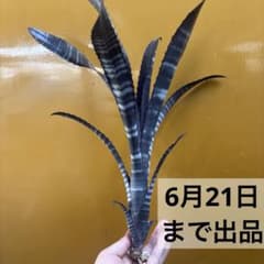 ビルベルギア　ダースベイダー②のサムネイル