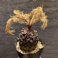 黄金ソテツ ソテツ 塊根植物 蘇鉄 コーデックス - メルカリ