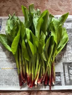 天然　行者ニンニク500gアイヌネギ　山菜のサムネイル