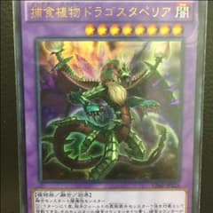 捕食植物 ドラゴンスタペリアのサムネイル