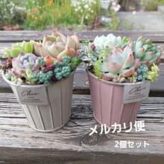 多肉植物寄せ植えそのまま飾れる 2個セット 匿名発送 - メルカリ