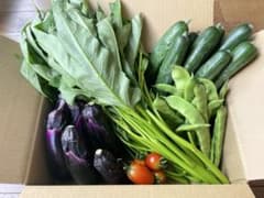 朝採れ夏野菜 おまかせ詰め合わせ 60サイズ｜岩手県産のサムネイル