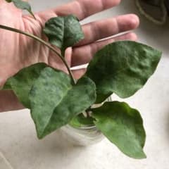 オカワカメ おかわかめ 苗1本 水耕栽培 農薬使わず育てています