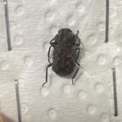 ロクロクビオトシブミ　標本 ロクロクビオトシブミ 標本 | Buyee 通販購入サポートサービス