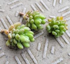 多肉植物　ブルービーン　特大のサムネイル