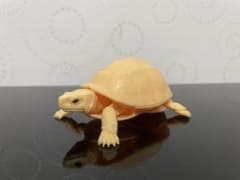 いきもの大図鑑　かめ04 ガチャのサムネイル