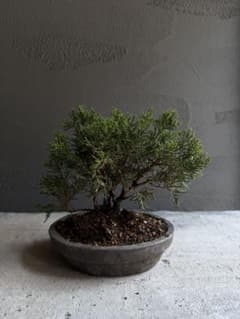 真柏 盆栽 現品 小品盆栽 株立ち シンパク 樹高約15cm - メルカリ