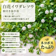 白花イワダレソウ 根付き抜き苗 ネコポスいっぱい グランドカバー 農薬不使用のサムネイル