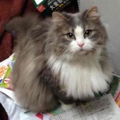 もけ様専用のサムネイル