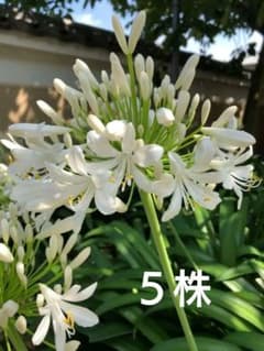 ①　アガパンサス　5株　白色　大サイズのサムネイル