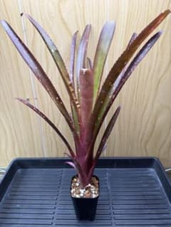 #5 Billbergia 'Hallelujah'Hybridのサムネイル