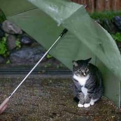 ねこ様専用のサムネイル