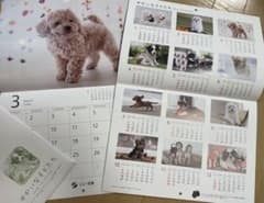 ゆかいな子犬たち 2026年壁掛けカレンダーのサムネイル
