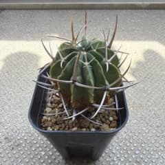 エキノフォスロカクタス　竜剣丸　サボテンのサムネイル