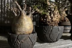 spicygemMeteoriteBOWLAPOLLO鉢valiemsrl2 - メルカリ