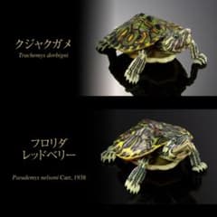 いきもの大図鑑アドバンス カメ01 クジャクガメ フロリダレッドベリーのサムネイル
