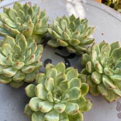 スターライトジェニー　1ヶ＊カット苗・韓国苗・多肉植物のサムネイル