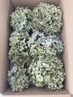 紫陽花ドライフラワー F3 120サイズ 北海道産 紫陽花 ドライフラワー 北海道産 80サイズ 33 - メルカリ
