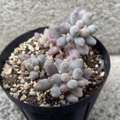 多肉植物　ベビーフィンガーのサムネイル