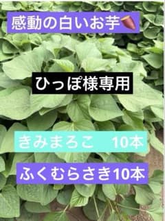 さつまいも苗のサムネイル