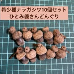 希少種ナラガシワ 10個セット ひとみ婆さんどんぐり 粉付きのサムネイル