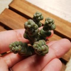 KYT様専用のサムネイル