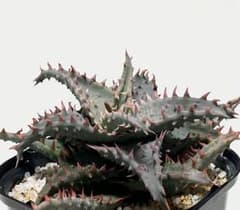 ラスト1速達付き◾️アロエハイブリッドTHE CORE株【子株】カスティロ