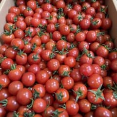 ミニトマトSサイズ3kgのサムネイル
