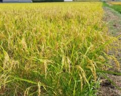 2025年度産 伊賀米 コシヒカリ 美味しいお米 10kg 白米（三重県