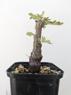 SA99 センナ メリディオナリス 実生苗 塊根 コーックス 灌木 - メルカリ