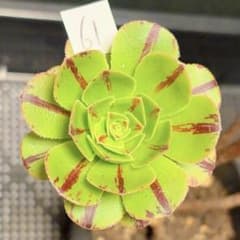 61#観葉植物アエオニウム錦❤️グリ一ンファイア一錦❤️碧火❤1頭7cm