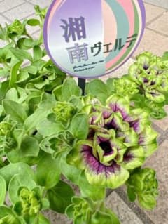 レンren 様専用　湘南ヴェルデ 希少のサムネイル