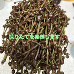 青森県産 みずの実 大小混じり 250g以上のサムネイル