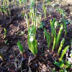 すずらん苗　花つき７本のサムネイル