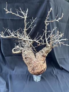 マ*ン様 オペルクリカリア パキプス 現地株 ベアルート 芽吹きあり 激安スター オペルクリカリアパキプス ベアルート 芽吹きあり - メルカリ