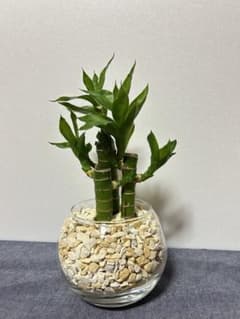 ミリオンバンブー 観葉植物 ハイドロカルチャーのサムネイル